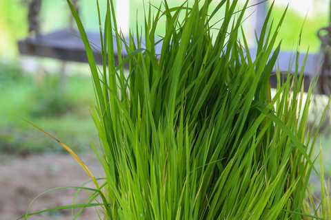 Chiang Mai : Buffles thaïlandais et plantation de riz