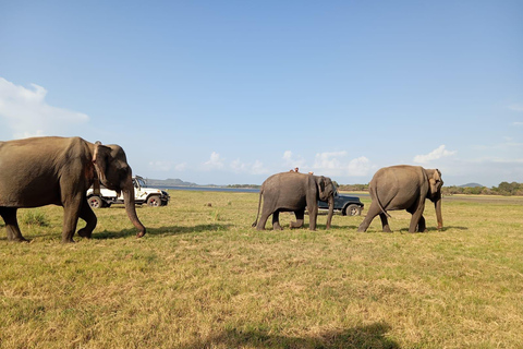 Minneriya: Safari en jeep por el Parque Nacional de Minneriya con servicio de recogida