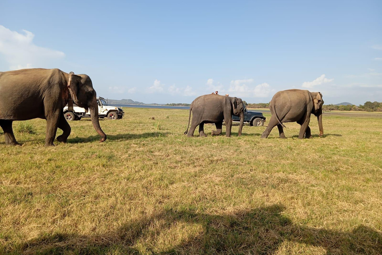 Minneriya: Jeepsafari i Minneriya nationalpark med upphämtning