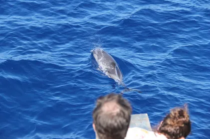 Varazze: Pelagos Sanctuary Wildlife Cruise mit Guide