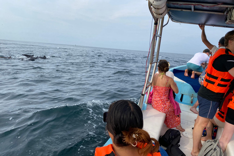 Puerto Escondido: Bootstour zu Delfinen und MeerestierenPrivate Tour