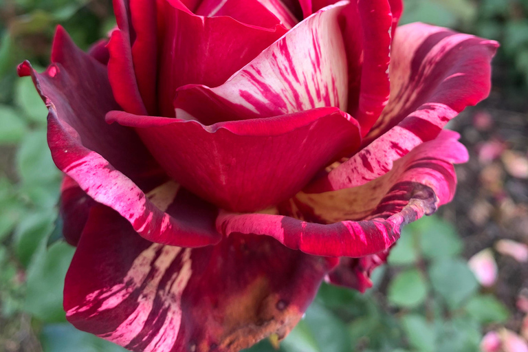 Belfast: Sir Thomas & Lady Dixon Park Walk & Alfresco Picnic