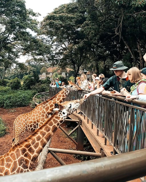 Giraffe Center And Karen Blixen Museum Day Tour Experience GetYourGuide