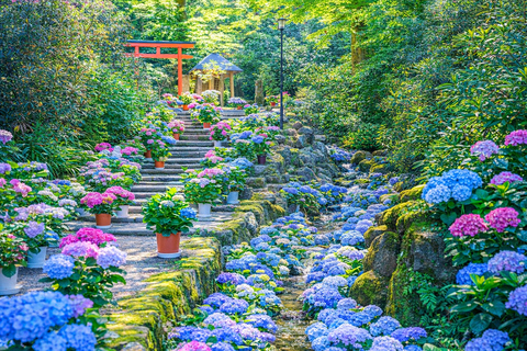 Kyoto: Private City Highlights Tour (Local Guide 6-Hour)