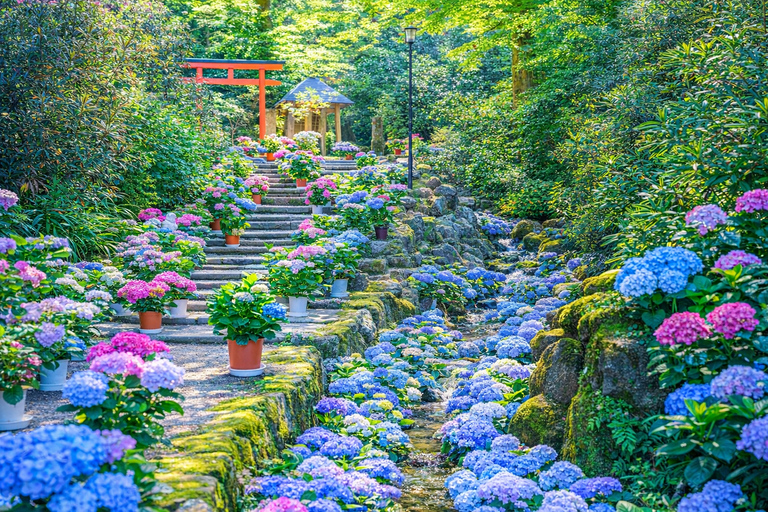 Kyoto: Private City Highlights Tour (Local Guide 6-Hour)