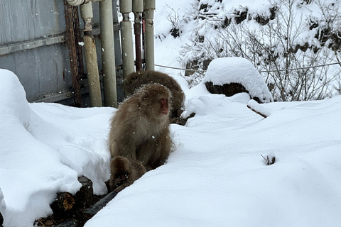 Nagano: Snow Monkeys, Zenko-ji Temple, and Lake Nojiri Tour