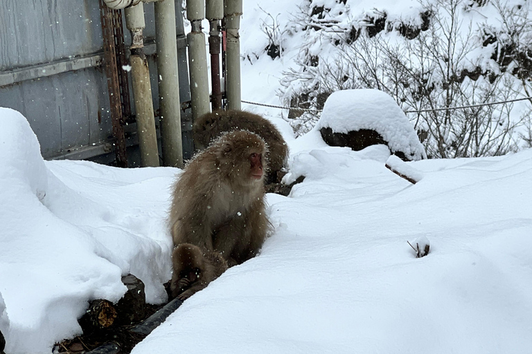 Nagano: Snow Monkeys, Zenko-ji Temple, and Lake Nojiri Tour