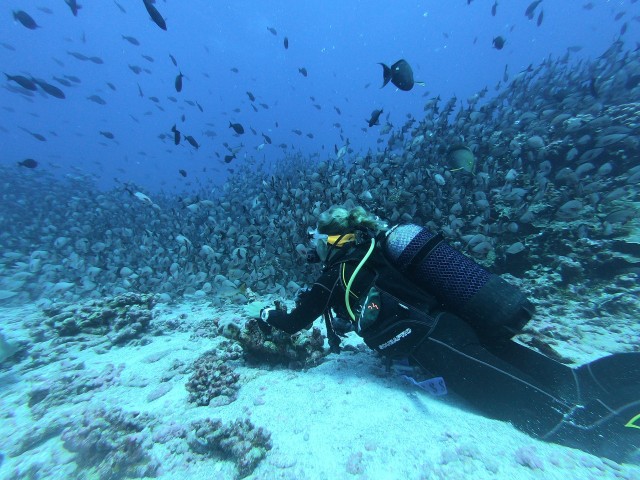 Visit Scuba Diving in Mirissa in Unawatuna