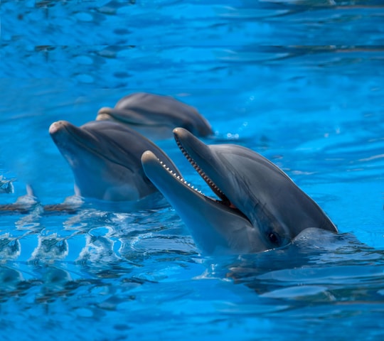 Mallorca: Marineland Tickets with Transfers from the North