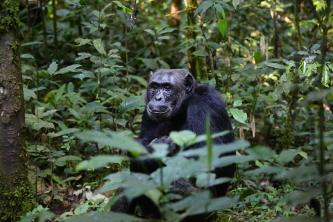 Uganda: 4-dniowy trekking z szympansami w Parku Narodowym Kibale