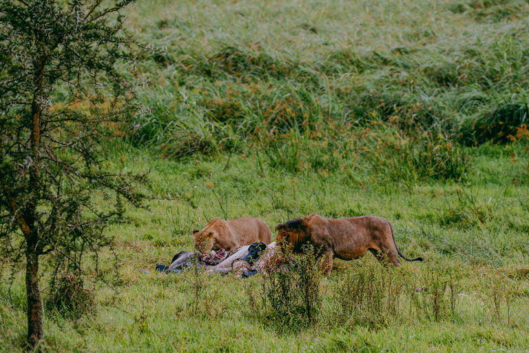 Kigali: Akagera National Park Safari with Boat Cruise