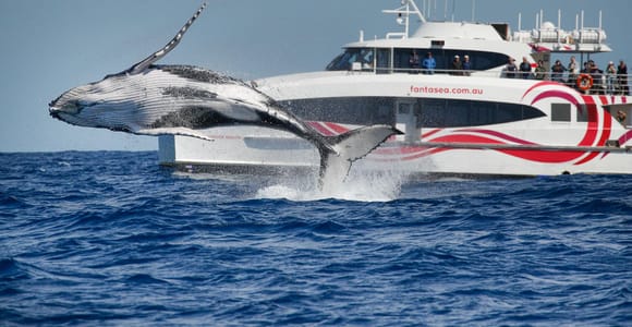 Sydney: Discovery Whale Watching Tour by Catamaran