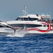 Sydney: Discovery Whale Watching Tour by Catamaran