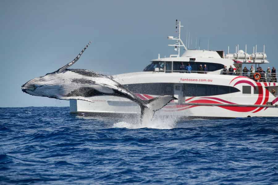 Sydney: Entdecke die Whale Watching Tour mit dem Katamaran. Foto: GetYourGuide