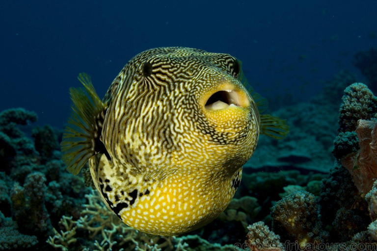 From Maputo: Sabi Sands Reserve 3-Day Safari