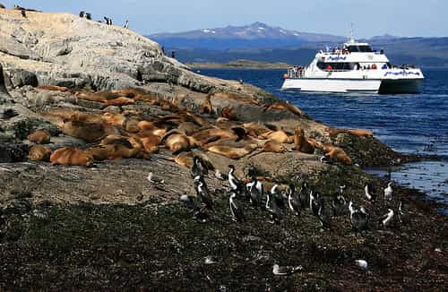 Beagle Channel and Sea Lions Catamaran Tour