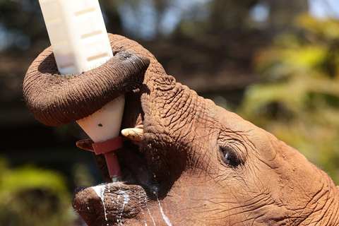 Nairobi : Visite de la pépinière d&#039;éléphants David Sheldrick