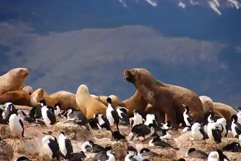 Depuis Ushuaia : Observation des pingouins en catamaran
