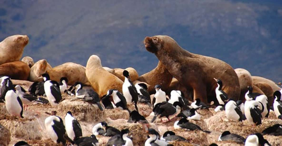 ushuaia penguin tour