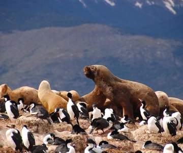 From Ushuaia: Penguin Watching Tour by Catamaran