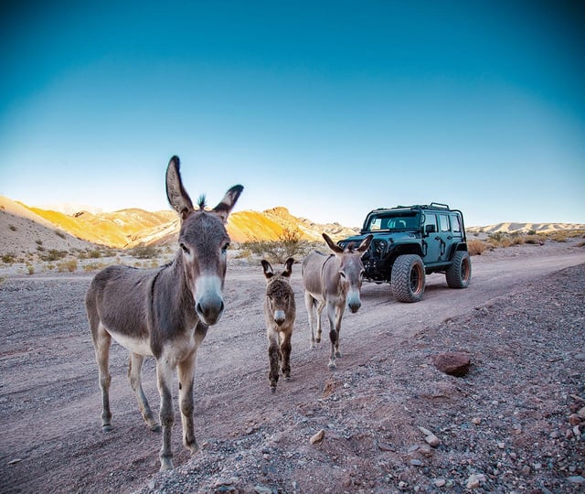 Las Vegas- Offroad Experience Wildlife, Ghost Towns and more
