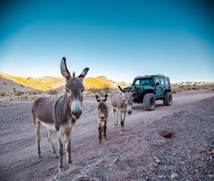 Las Vegas- Offroad Experience Wildlife, Ghost Towns and more