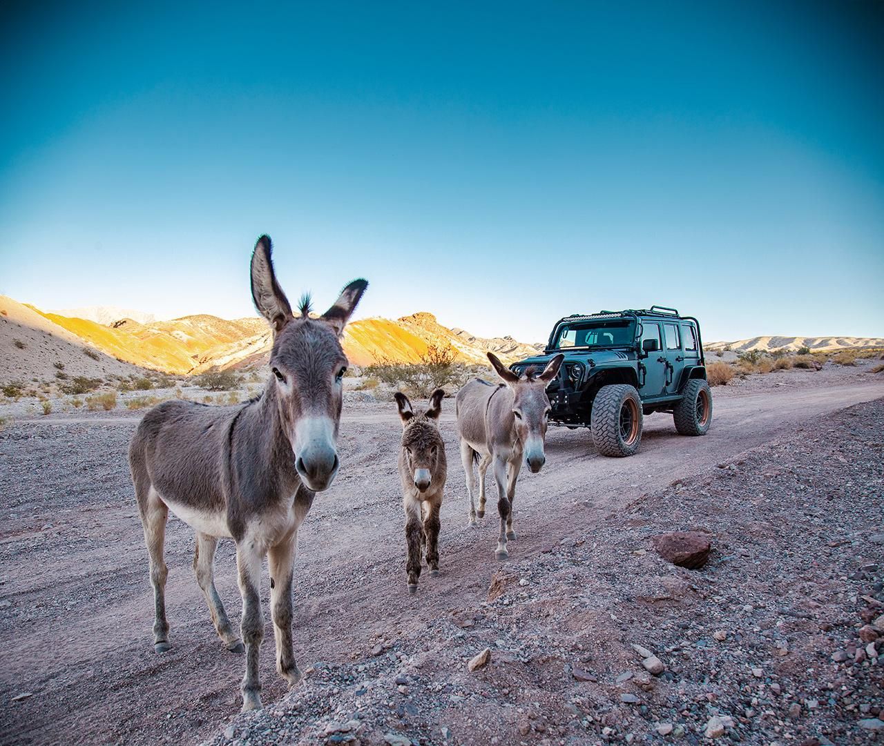 Las Vegas - Offroad-Erlebnis Wildnis, Geisterstädte und mehr