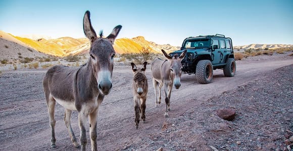 Las Vegas - Offroad-Erlebnis Wildnis, Geisterstädte und mehr