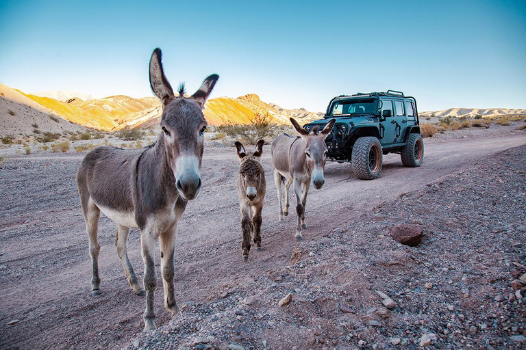 Las Vegas- Offroad Experience Wildlife, Ghost Towns and moreAventure tout-terrain dans le désert Secrets de l&#039;ancien Ouest, vie sauvage