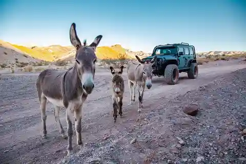 Las Vegas- Offroad Experience Wildlife, Ghost Towns and more