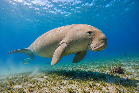 Marsa Alam: Abu Dabbab Beach Full Day Snorkeling Experience Abu Dabbab Beach Half Day Snorkeling Trip