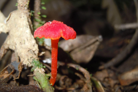La Gamba: Nationalpark Piedras Blancas