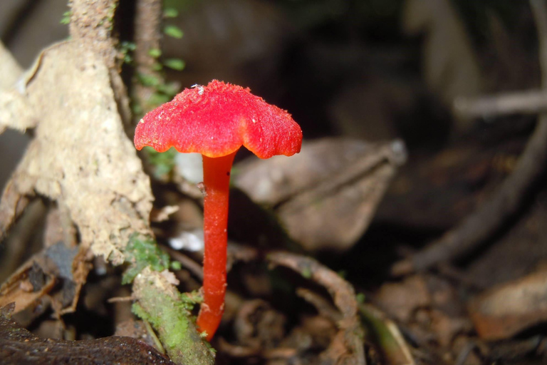 La Gamba: Nationalpark Piedras Blancas