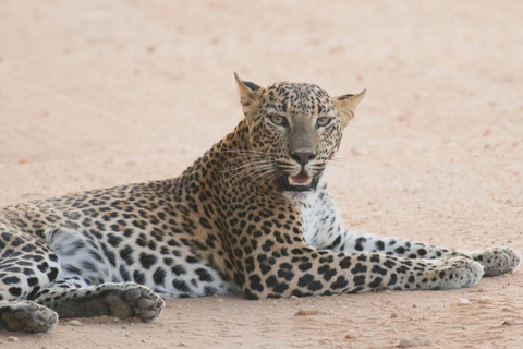 Yala National Park Private Safari Tour from Colombo/Kalutara (All Inclusive) Pick up from Colombo/Negombo/Katunayake