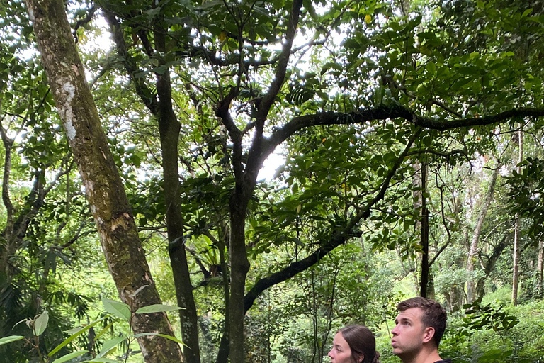 特特巴图：瀑布、香料、梯田、猴子森林特特巴图之旅、香料、瀑布、梯田、猴林