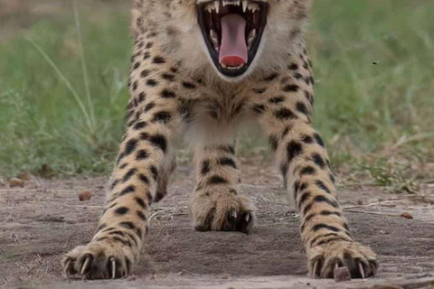 Day Tour to Tsavo East National Park