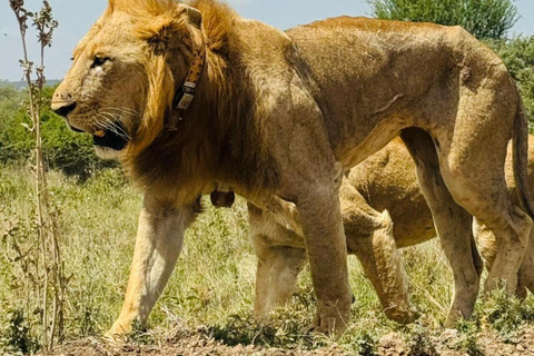 Nairobi National Park&Elephant Orphanage&Giraffe Centre Tour