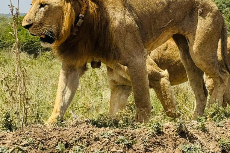 Nairobi National Park&Elephant Orphanage&Giraffe Centre Tour