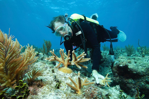 Sharm El Sheikh: Viagem a Ras Mohamed e Ilha Branca com almoço