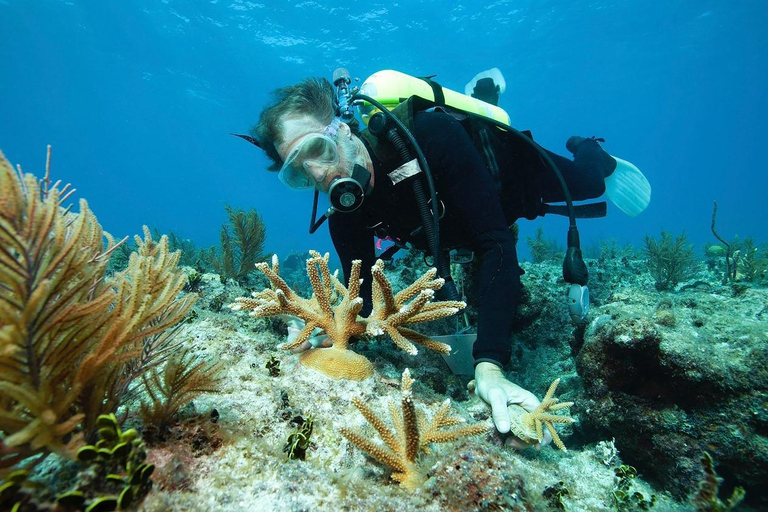 Sharm El Sheikh : Ras Mohamed et l&#039;île blanche avec déjeuner