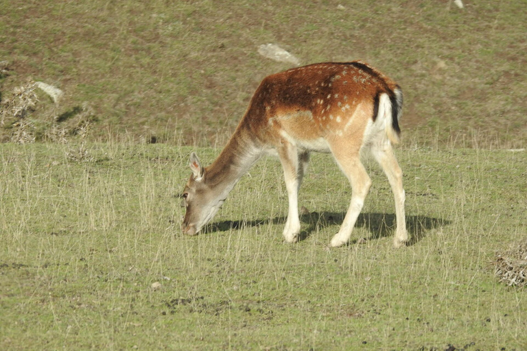 Au départ de Bakou : Safari