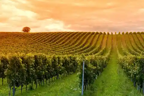 Mendoza: Small-Group Wineries Tour with Tasting and Lunch