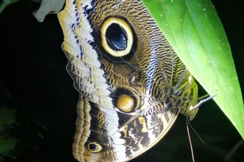 Manuel Antonio Nacht Jungle TourPrivé rondleiding