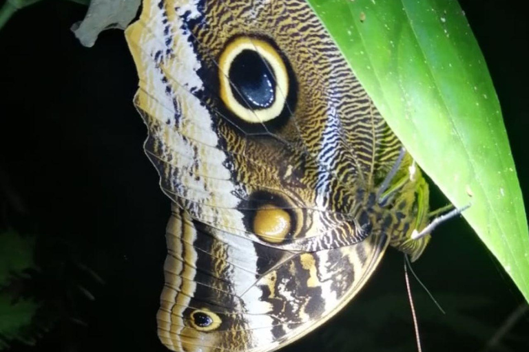 Manuel Antonio Night Jungle Tour Private Tour