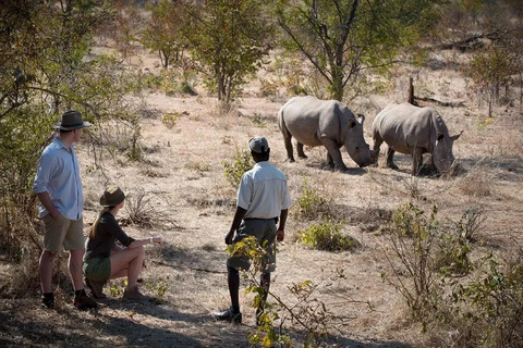 Livingstone: Rhino Game Drive & Devil's Pool Tour (High Tea)