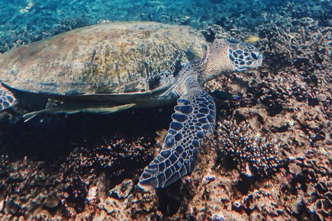 Koh Tao: Snorkel with Turtles at Nangyuan with Fewer Crowds