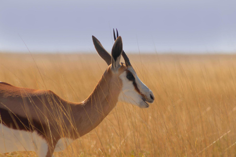 3-daagse kampeersafari naar Serengeti en Ngorongorokrater