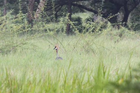 Kigali: Wildlife Rescue & Wetland Conservation Experience