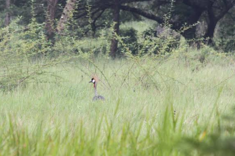 Kigali: Wildlife Rescue & Wetland Conservation Experience