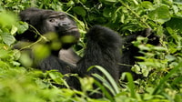 Kampala, Treffen mit Gorillas und Wildlife Experience - Hizvo